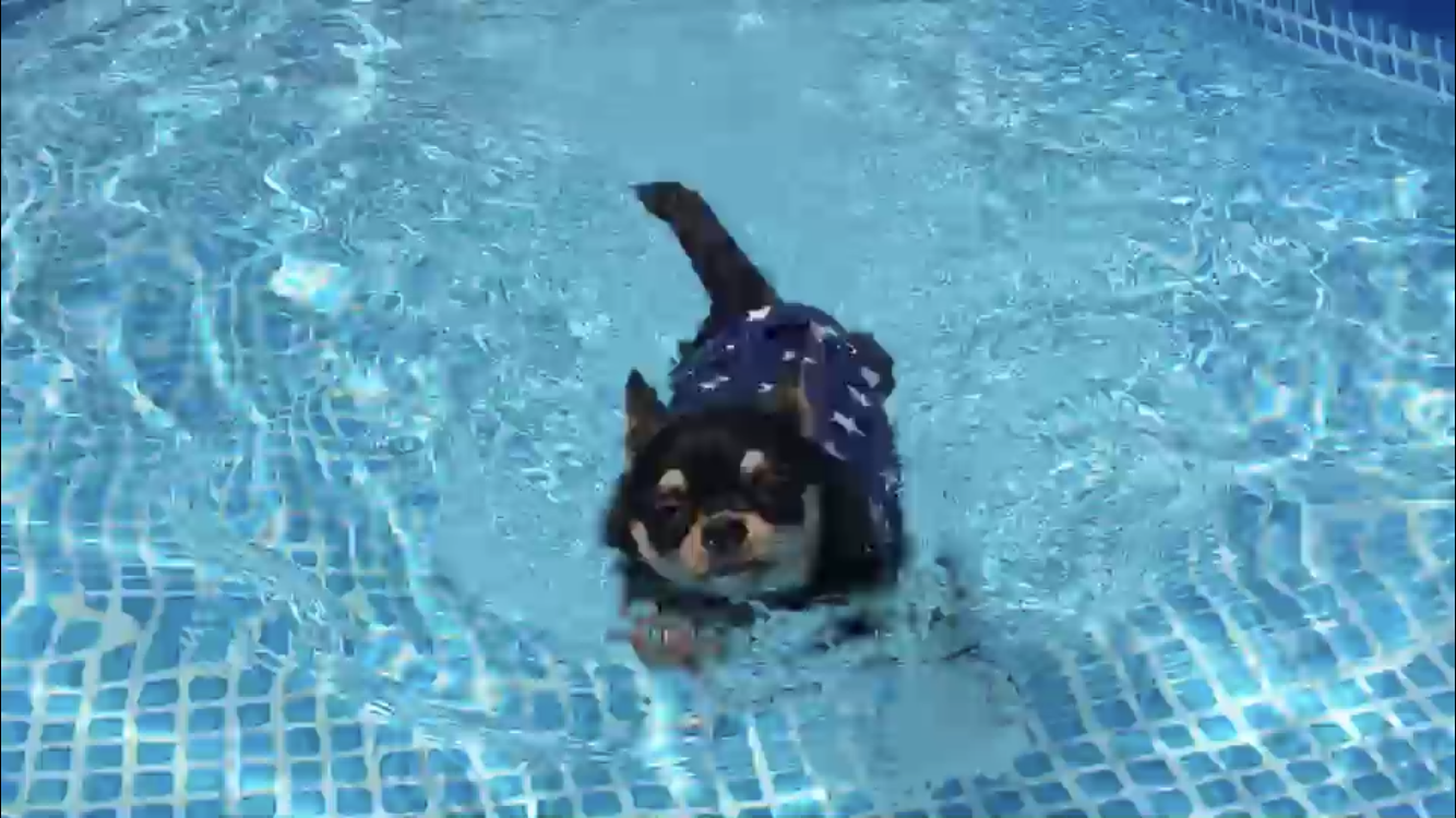 プールで泳ぐ ドッグスクール Dog School ぽち 福岡でjkc公認訓練士が犬をしつけ トレーニング